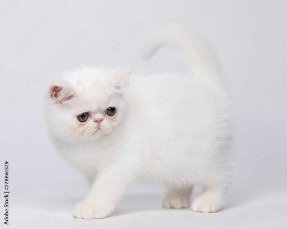 White exotic shorthair kitten on white studio background Stock Photo |  Adobe Stock