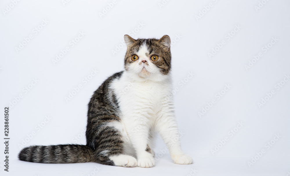 Exotic shorthair cat on white studio background