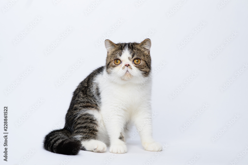 Exotic shorthair cat on white studio background Exotic shorthair cat on white studio background