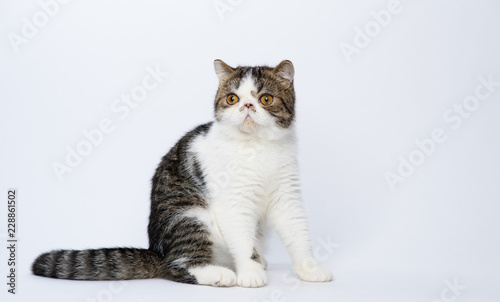 Exotic shorthair cat on white studio background © izmargad