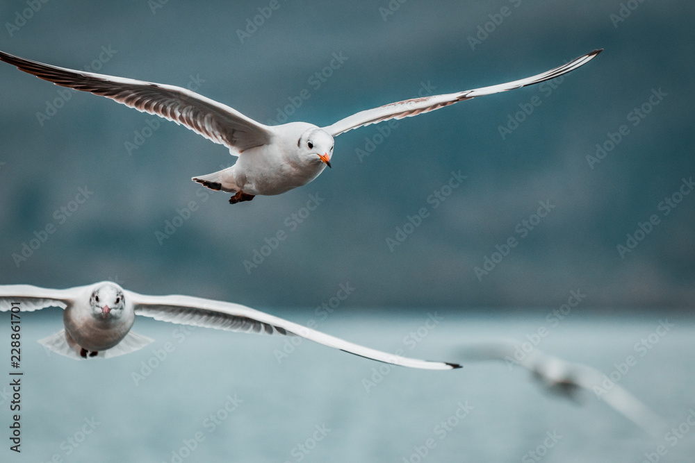 Flying squad of proud White birds. Laughing Gulls on stormy, moody day. Wildlife close up from lake shore. Soft winter lighting on frozen coastline and landscape. Documentary photography style. Flying squad of proud White birds. Laughing Gulls on stormy, moody day. Wildlife close up from lake shore. Soft winter lighting on frozen coastline and landscape. Documentary photography style.