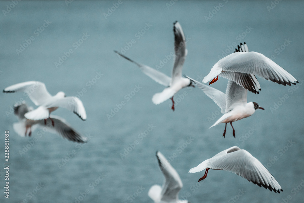 Flying squad of proud White birds. Laughing Gulls on stormy, moody day. Wildlife close up from lake shore. Soft winter lighting on frozen coastline and landscape. Documentary photography style. Flying squad of proud White birds. Laughing Gulls on stormy, moody day. Wildlife close up from lake shore. Soft winter lighting on frozen coastline and landscape. Documentary photography style.