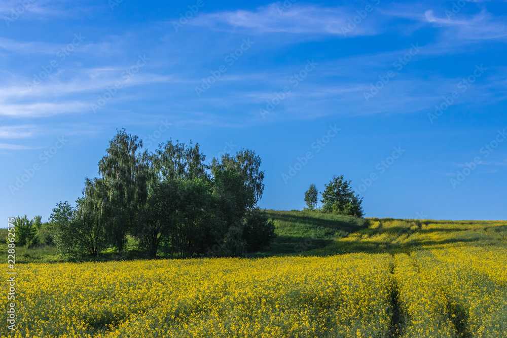 landscape with a few trees on a green and yellow meadow under a blue bright sky