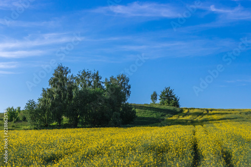 landscape with a few trees on a green and yellow meadow under a blue bright sky