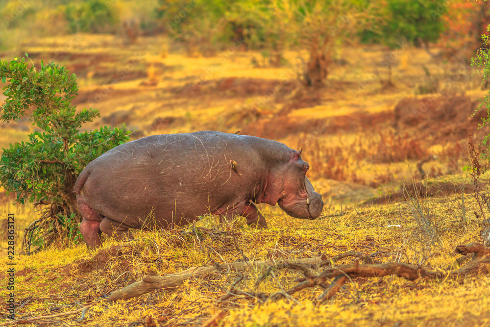 hippopotamus-habitat