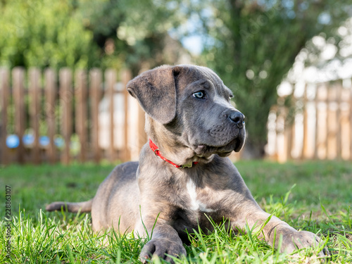 Chiot de race Cane Corso