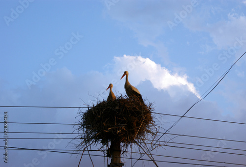 Wallpaper Mural SONY DSC Torontodigital.ca