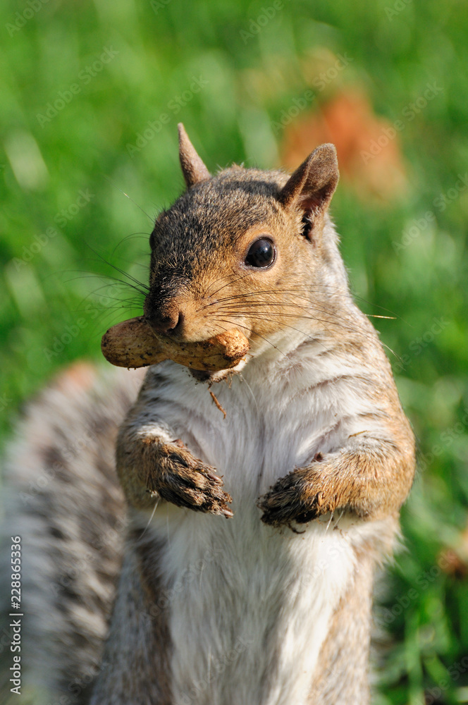 Obraz premium Eichhörnchen