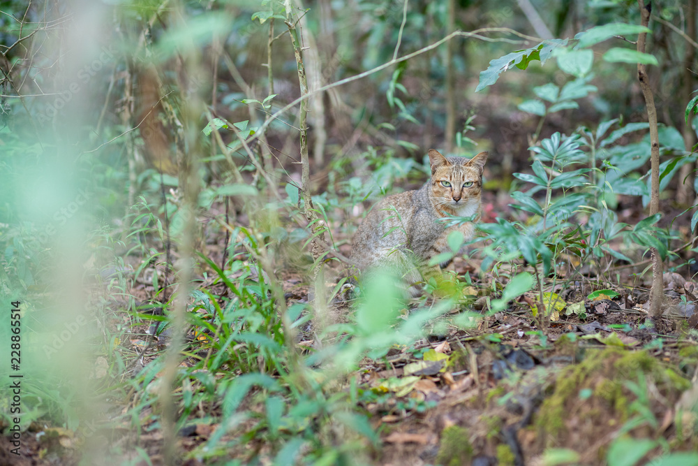 Little wild cat in the forest Little wild cat in the forest