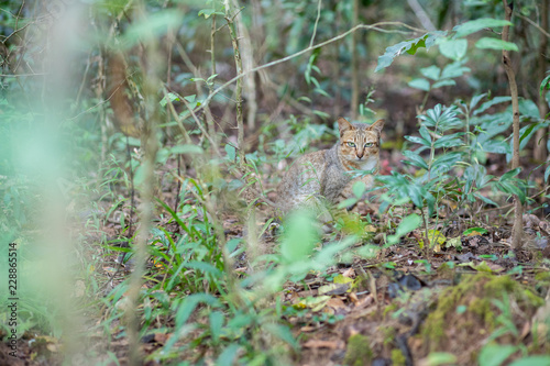 Little wild cat in the forest © AlivePhoto