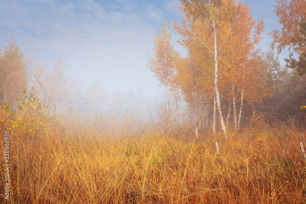 Beautiful foggy morning in autumn forest meadow among high grass and yellow birch trees. Beautiful foggy morning in autumn forest meadow among high grass and yellow birch trees.