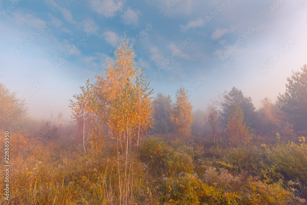 Beautiful foggy morning in autumn forest meadow among high grass and yellow birch trees.