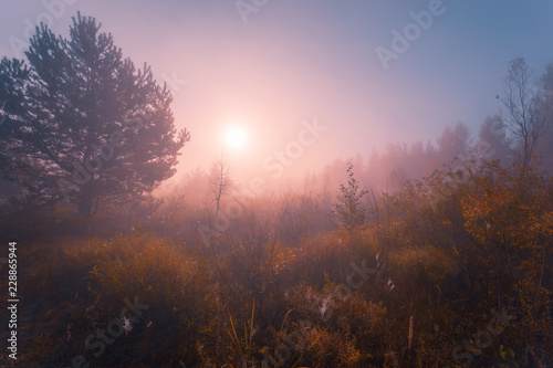 Beautiful foggy sunrise in autumn forest meadow among high grass and trees.