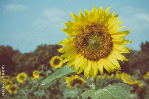 Fototapeta Naklejka Na Ścianę i Meble -  Close up of sunflower blooming in the field with nice blue sky