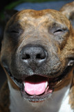 American Staffordshire Terrier's nose and smile close-up