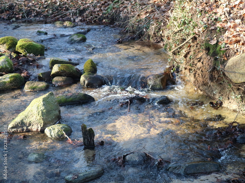 Fototapeta premium Winter in Mecklenburg - Vorpommern | Wald | Deutschland