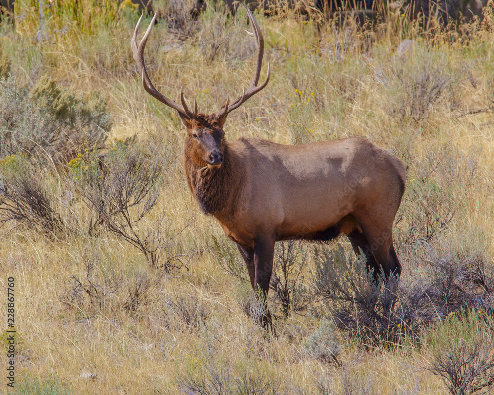 Elk in the fall Elk in the fall