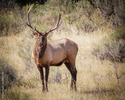 Elk in the fall