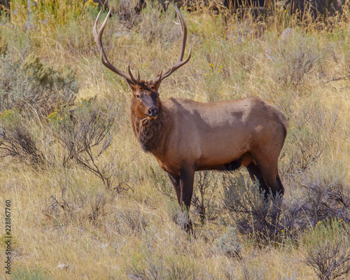 Elk in the fall