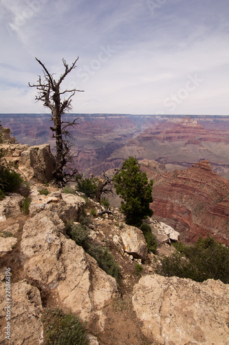 Dead tree in Grand Canyon © Sami Pietikäinen