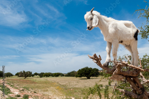 goat in a tree