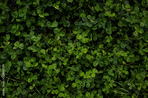 Green clover, top view. Leaves, background.