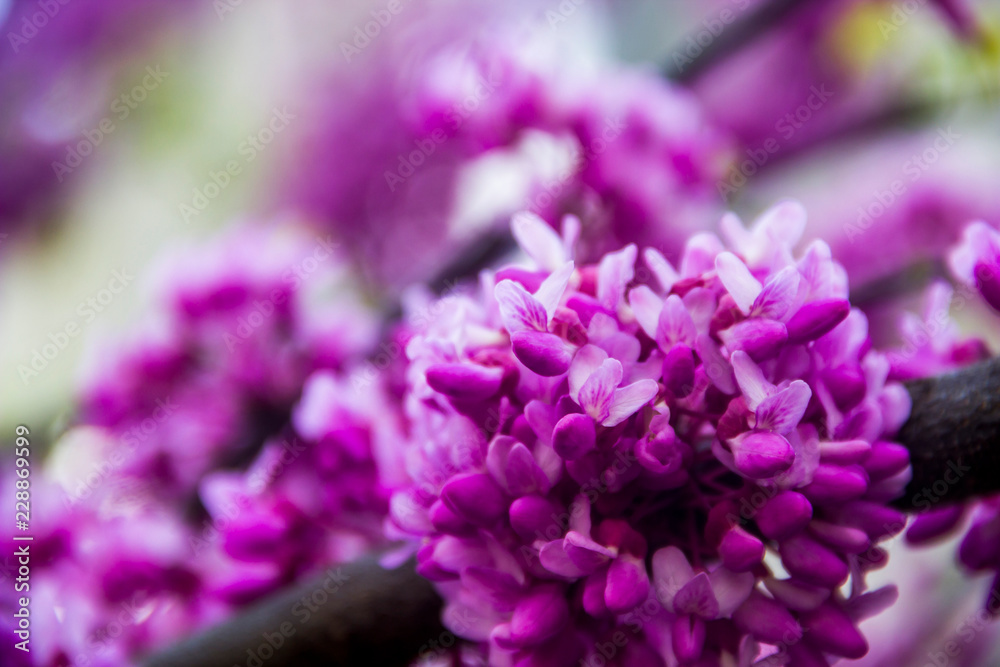 flowers of redbud flowers of redbud