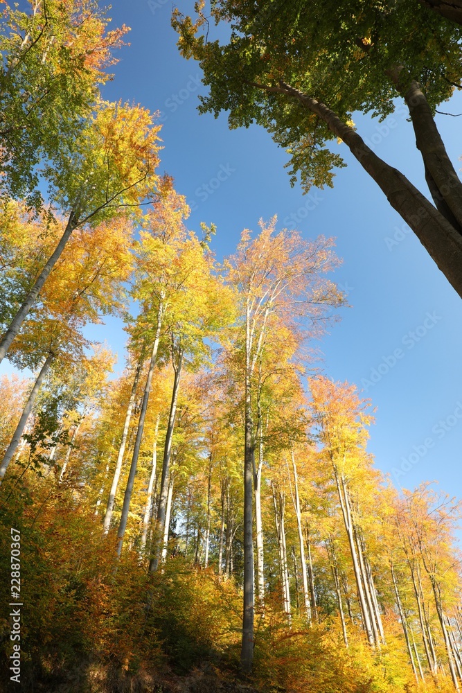 Fototapeta premium Autumn beech forest in the sunshine