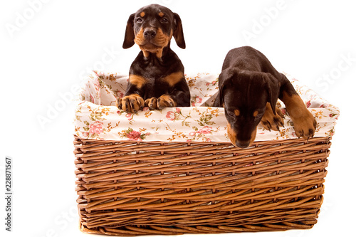 Two Dobermann Pups in basket with one trying to escape