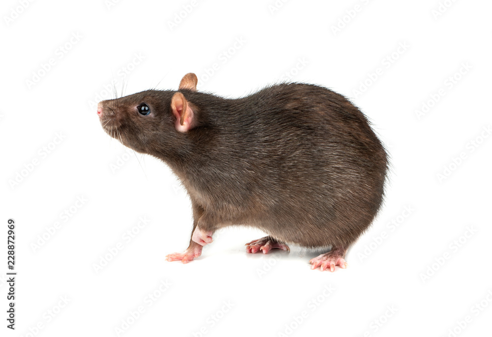 Grey rat isolated Grey rat isolated