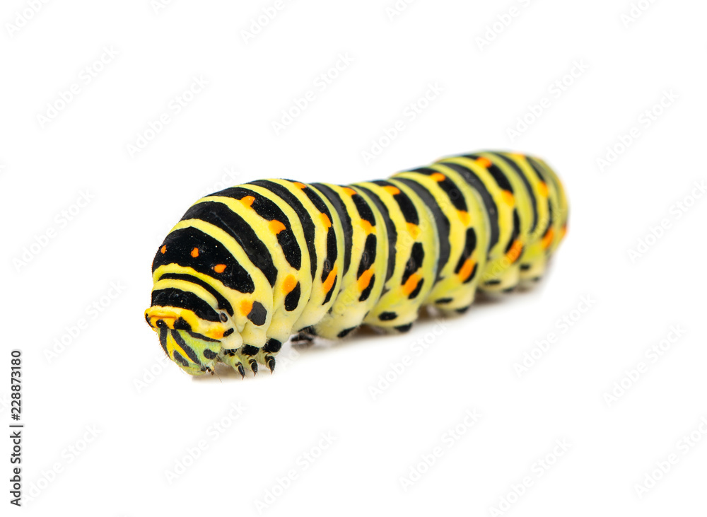 Fototapeta premium Swallowtail caterpillar isolated