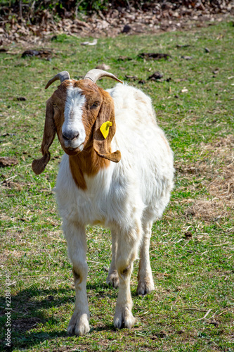 Goat In Field – 2
