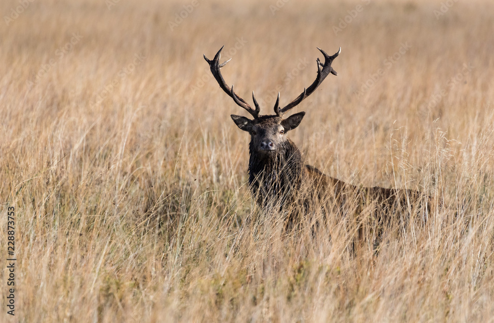 Fototapeta premium Dominant red stag deer standing in a tall grassland meadow during autumn