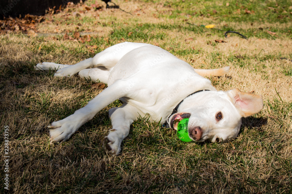 Dog With Green Ball