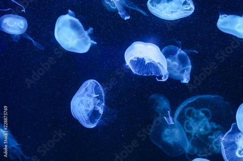 Many jellyfish in the water. Underwater world © Alexander
