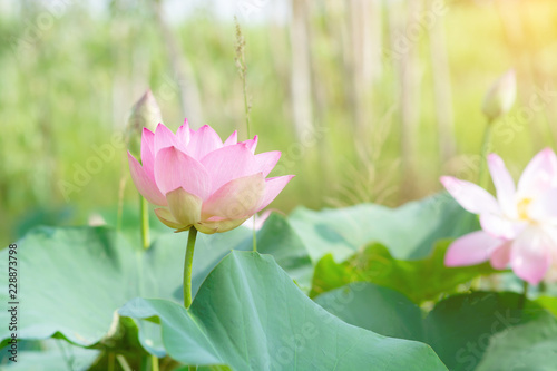 Beautiful lotus blooming in background of natural