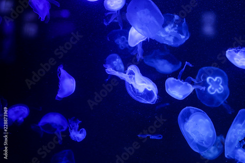 Many jellyfish in the water. Underwater world