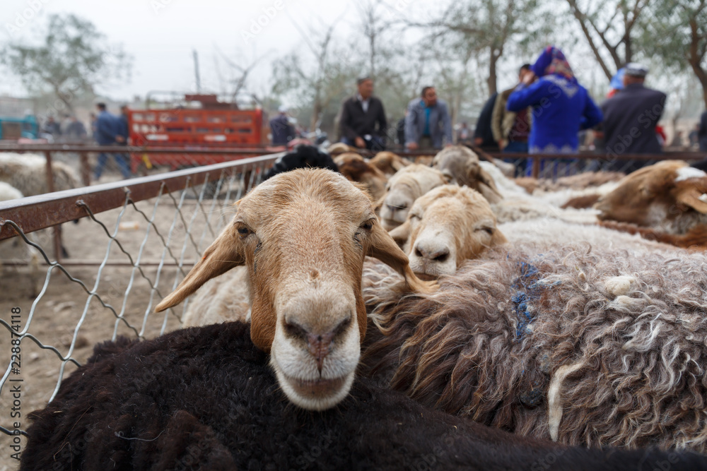 Obraz premium Lamb at an animal market in Xinjiang (China)