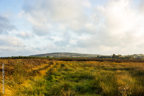 Wallpaper Mural dry swamps at sunset with dry grass, future  peat Torontodigital.ca