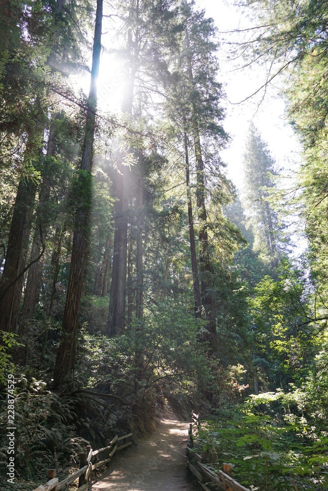 Fototapeta premium Redwood Wald in Kalifornien | USA