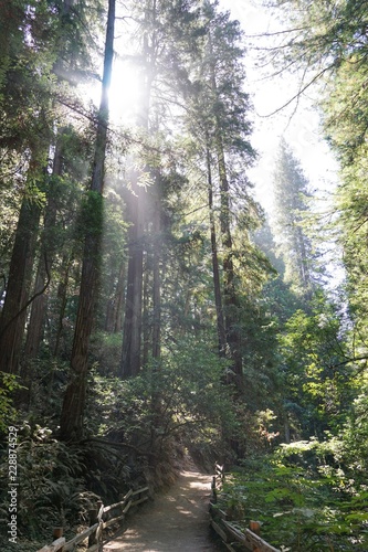 Redwood Wald in Kalifornien | USA
