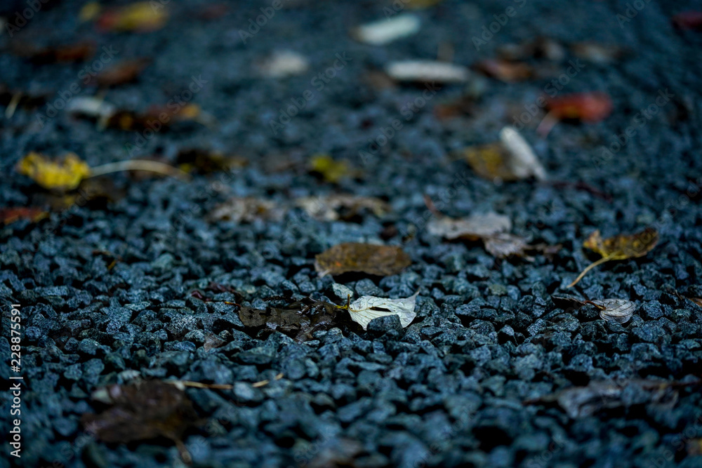 fallen leaves fallen leaves