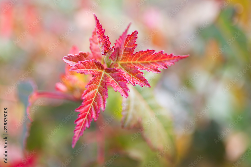 Red maple leaves. Autumn close up blur background. Red maple leaves. Autumn close up blur background.