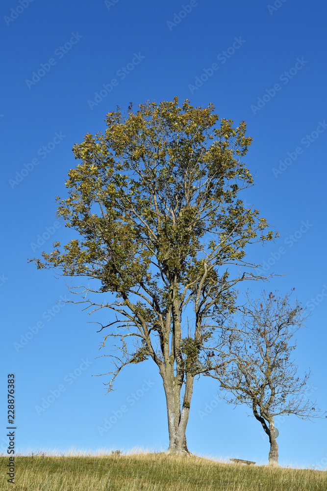 Gemeine Esche (Fraxinus excelsior) im Herbst Gemeine Esche (Fraxinus excelsior) im Herbst