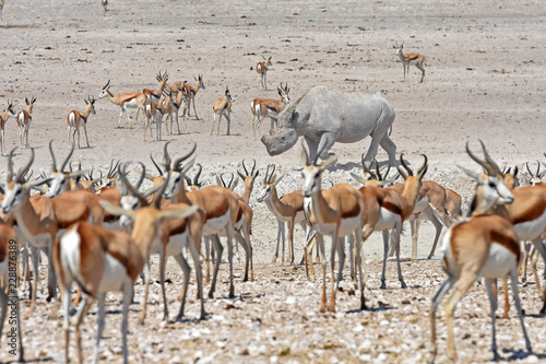 Spitzmaulnashorn (Diceros bicornis) am Wasserloch Nebrowni im Etosha Nationalpark (Namibia)