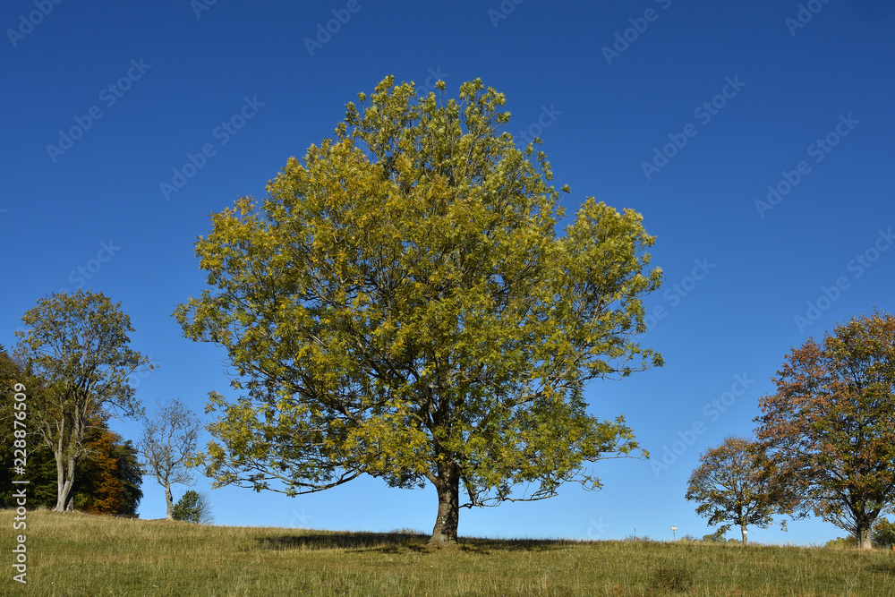 Gemeine Esche (Fraxinus excelsior) im Herbst Gemeine Esche (Fraxinus excelsior) im Herbst