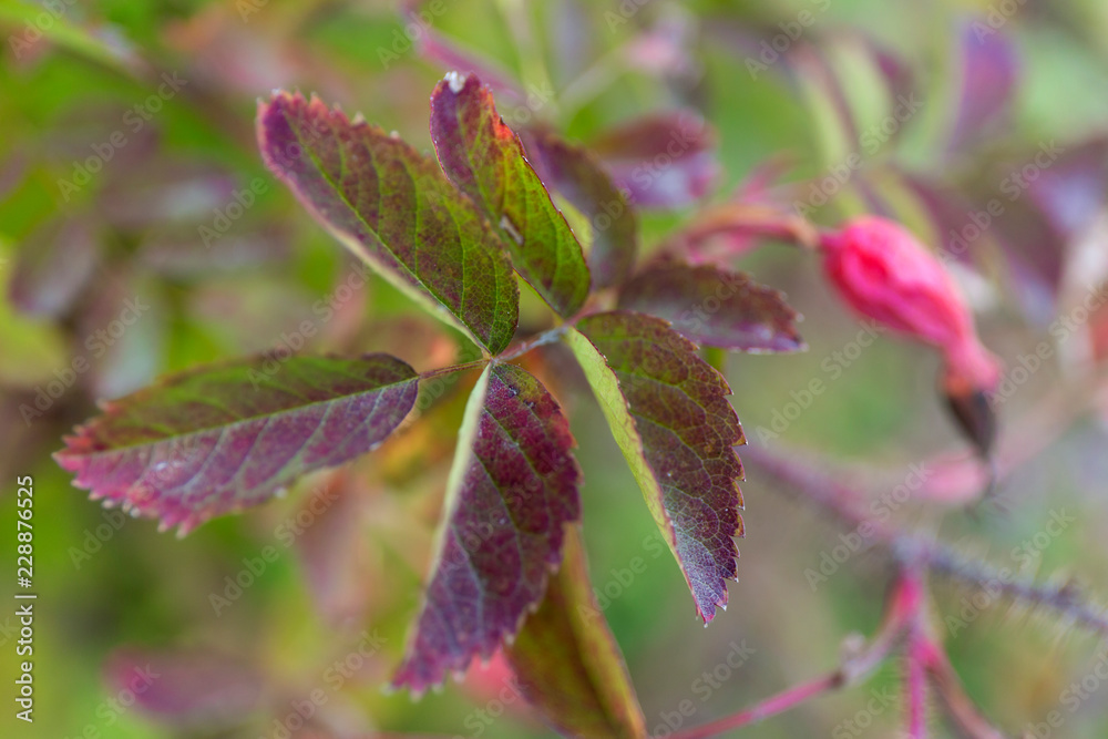 Red maple leaves. Autumn close up blur background. Red maple leaves. Autumn close up blur background.