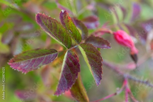 Red maple leaves. Autumn close up blur background.