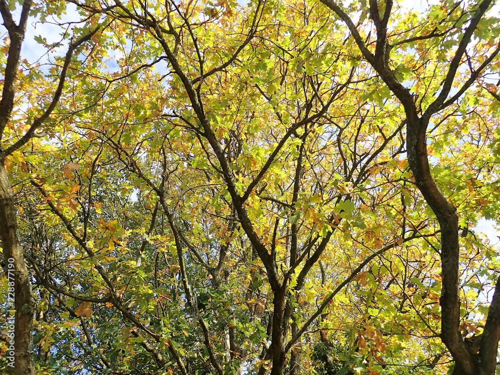 Oak tree branches in autumn, Chorleywood Common, Hertfordshire Oak tree branches in autumn, Chorleywood Common, Hertfordshire
