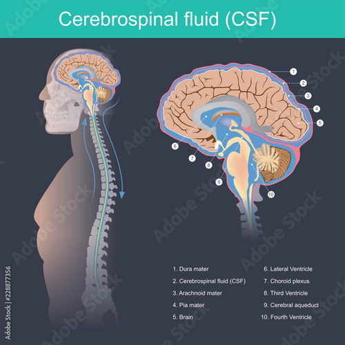 Cerebrospinal fluid. Cerebrospinal fluid (CSF) It protects the brain and spinal cord from impact, eliminates waste from the brain and spinal cord, and helps toxins in the blood enter the brain tissue.